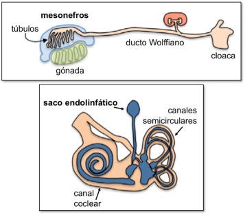 Esquemas que representan la estructura del mesonefros (arriba) y del saco endolinfático (abajo) (ilustraciones de Dani Muñoz) 